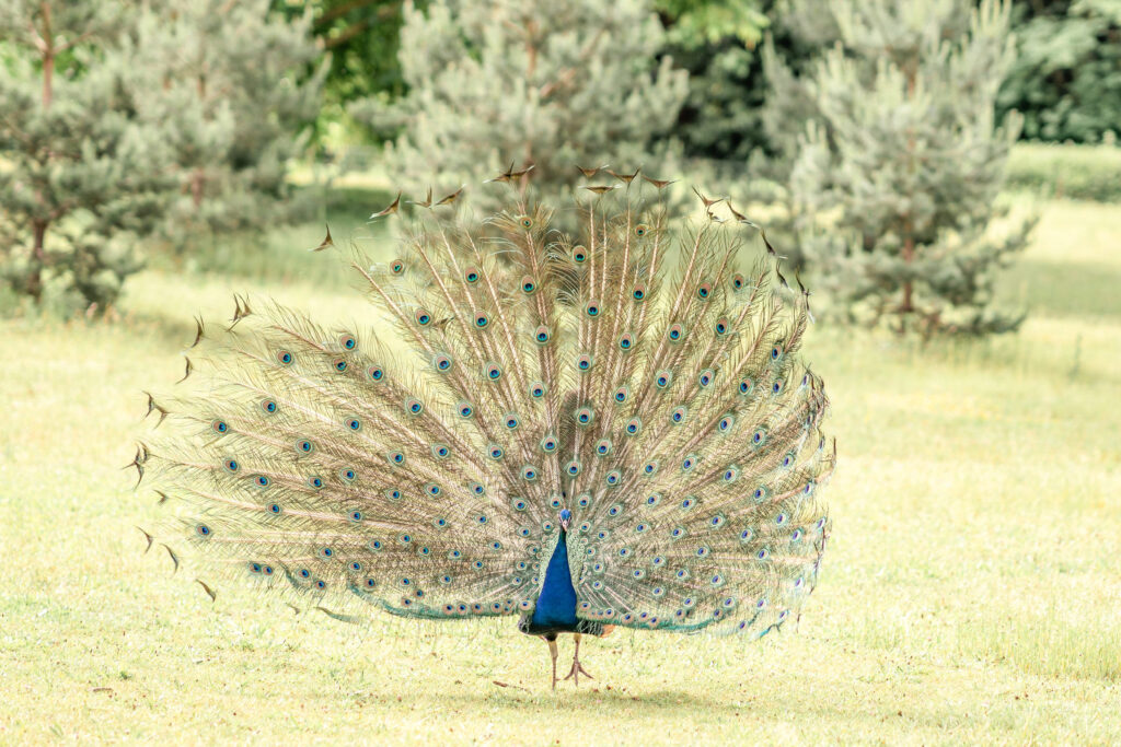 Peacock fanning it's tail in Parc de Bagatelle