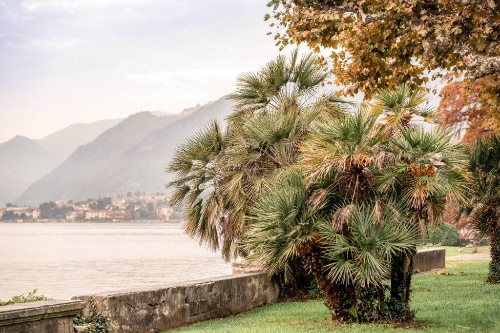 Fall landscape in Lake Como: orange trees in the foreground, with the lake and mountains behind