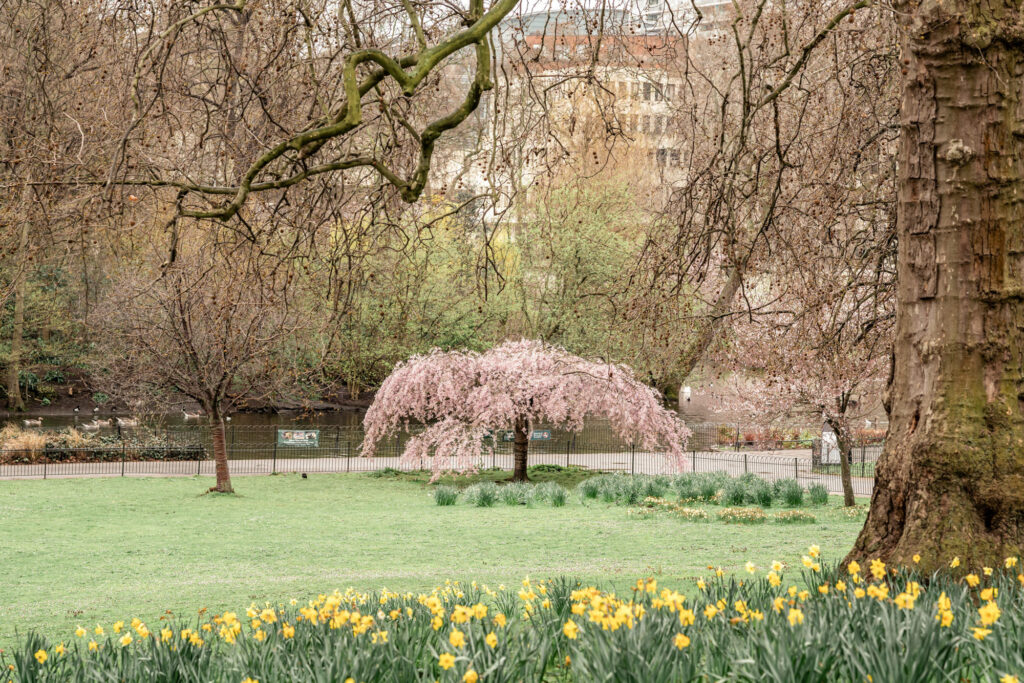 St James Park in London with a blossom tree in full bloom