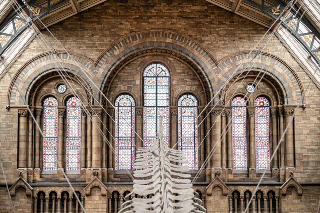 The stained oval windows at the Natural History Museum in London