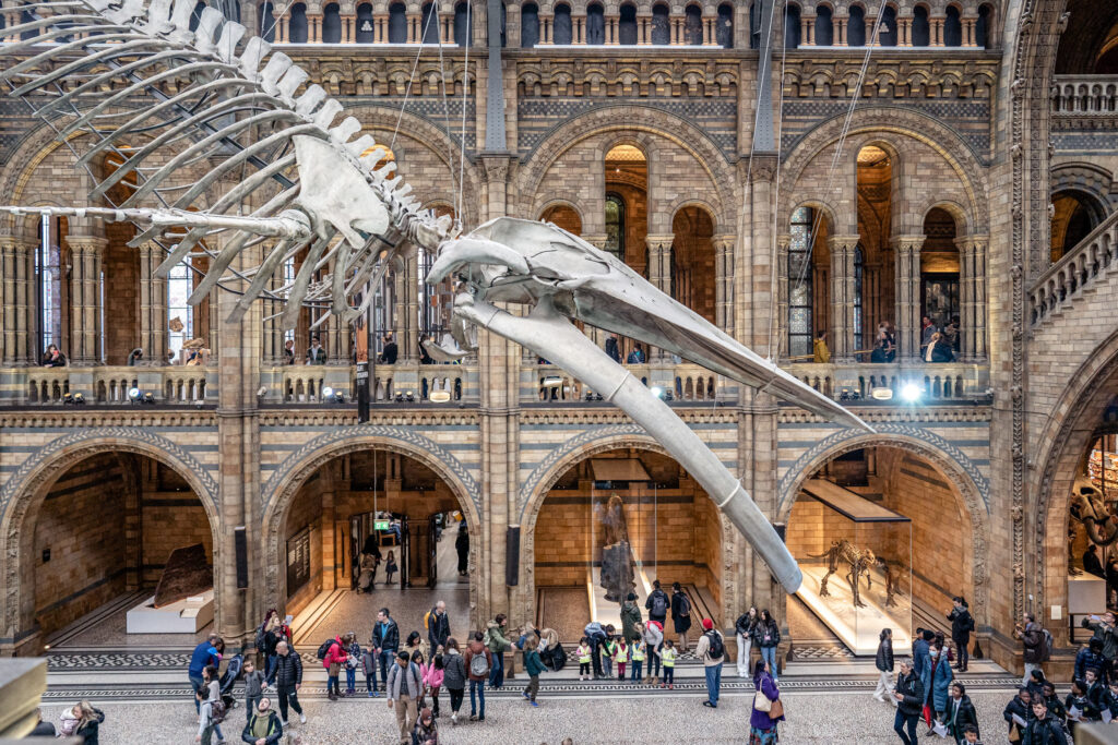 The large dinosaur skeleton suspended from the ceiling in the main hall at the Natural History Museum